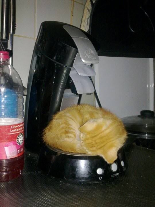 I can't make coffee for you if you're going to sleep on the coffee maker. 