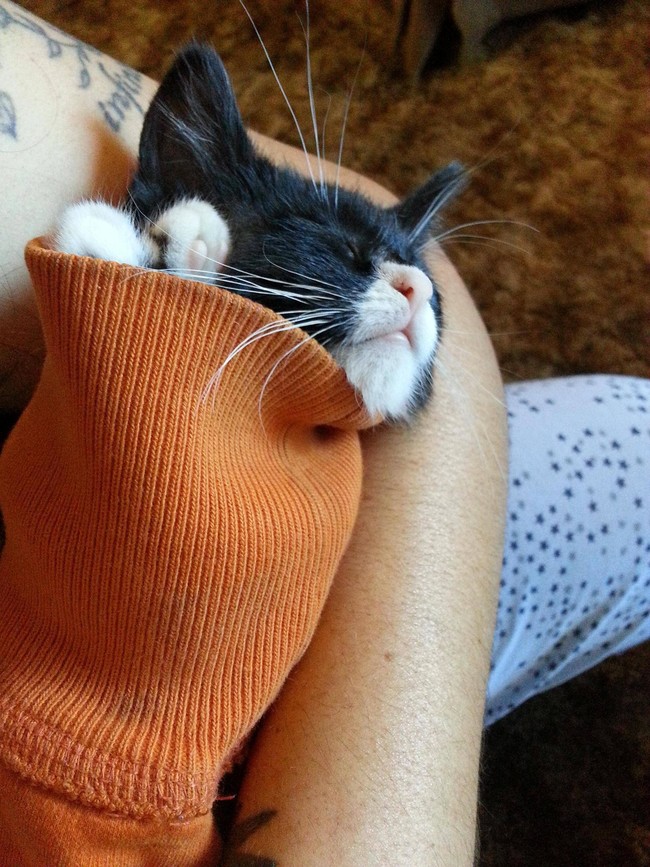 Ah, yes, the purrito. Delicious. 